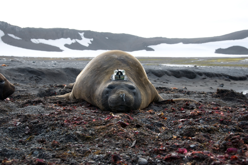 Illustration for article titled Seals With Sensors Help Solve the Mystery of Antarctica's Giant Sea Ice Hole
